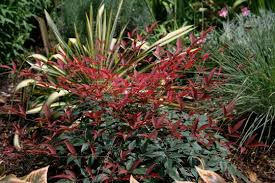 [8189] NANDINA DOMESTICA MURASAKI FLIRT (Persistant, 50/100)