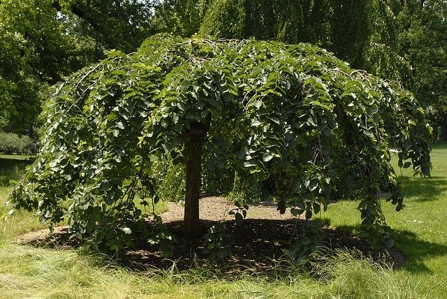 ULMUS GLABRA PENDULA - TIGE