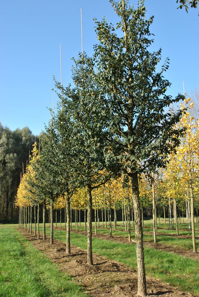 [12198] ULMUS MINOR (Caduc, +20 m)