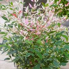 [8197] NANDINA DOMESTICA TWILIGHT (Persistant, 50/100)