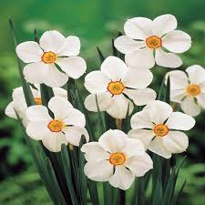 [8200] NARCISSUS ACTAEA POETICUS (Caduc, 20/50)