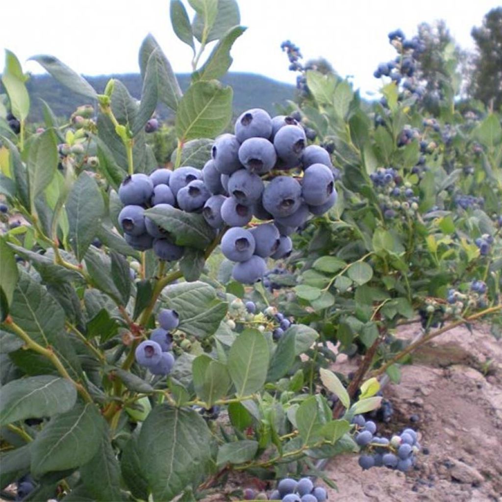 [12216] VACCINIUM CORYMBOSSUM (MYRTILLER) (Caduc, 100/150)