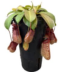 NEPENTHES SAM
