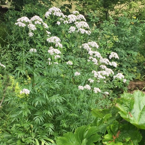 [12218] VALERIANA OFFICINALIS (Caduc, 100/150)