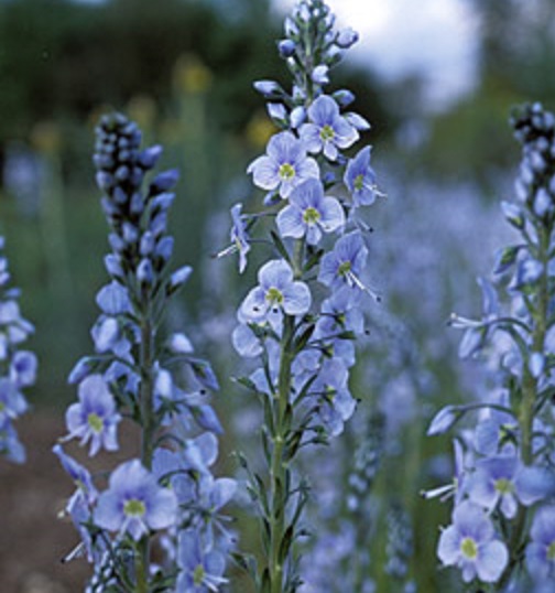 [12237] VERONICA GENTIANOIDES BLEUE (Caduc, 20/40)