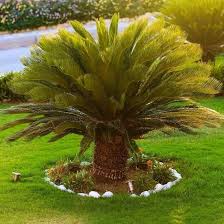 CYCAS REVOLUTA
