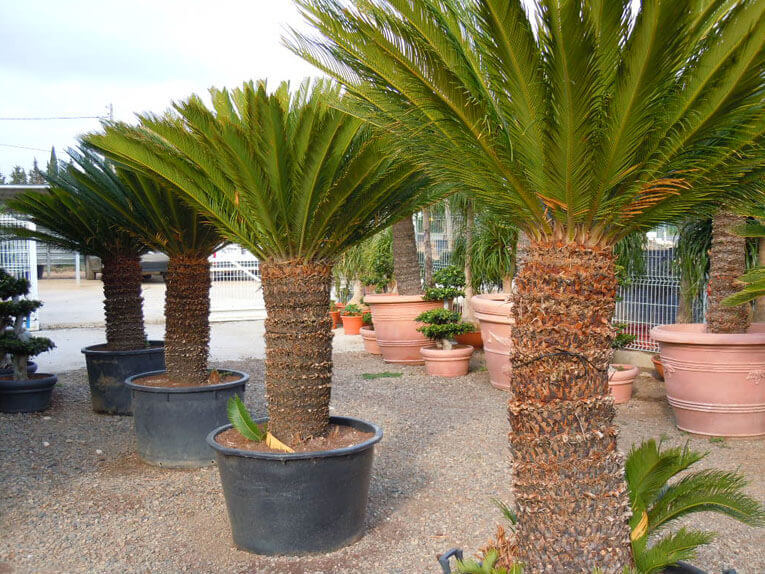 CYCAS REVOLUTA - TRONC