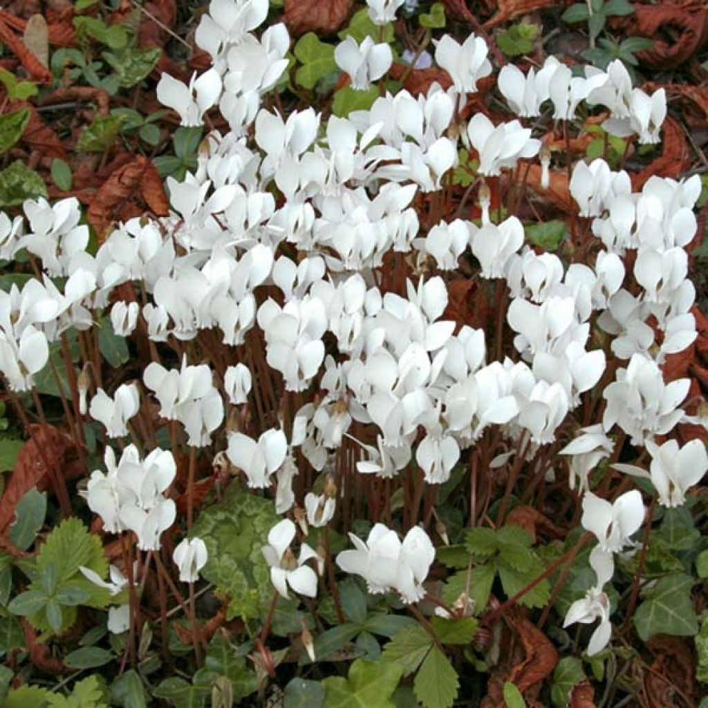 CYCLAMEN HEDERIFOLIUM BLANC