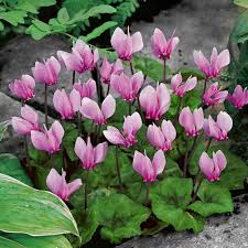 [4056] CYCLAMEN HEDERIFOLIUM ROSE (Caduc, 0/20)