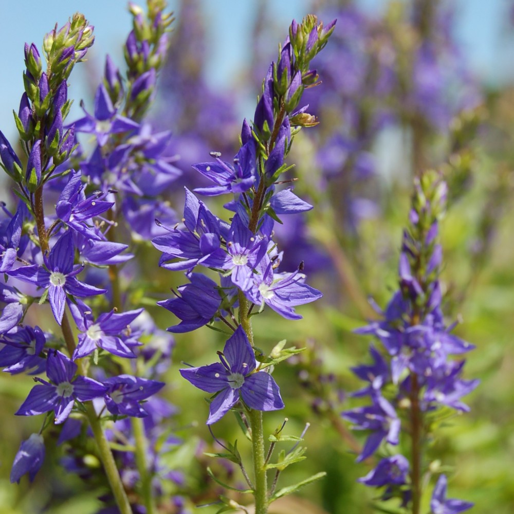 VERONICA TEUCRIUM BLEU GDT
