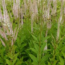 VERONICASTRUM VIRGINICUM ROSÉUM