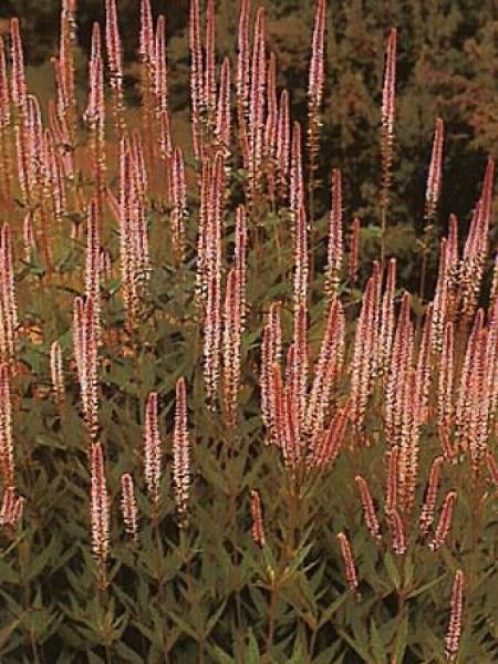 VIBURNUM BITCHIUENSE