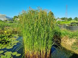CYPERUS LONGUS