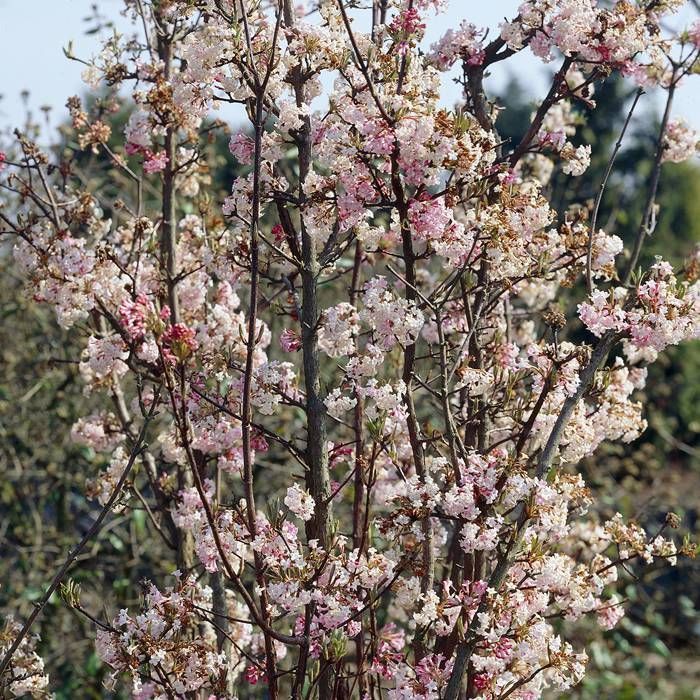 VIBURNUM BODNANTENSE CHARLES LAMONT