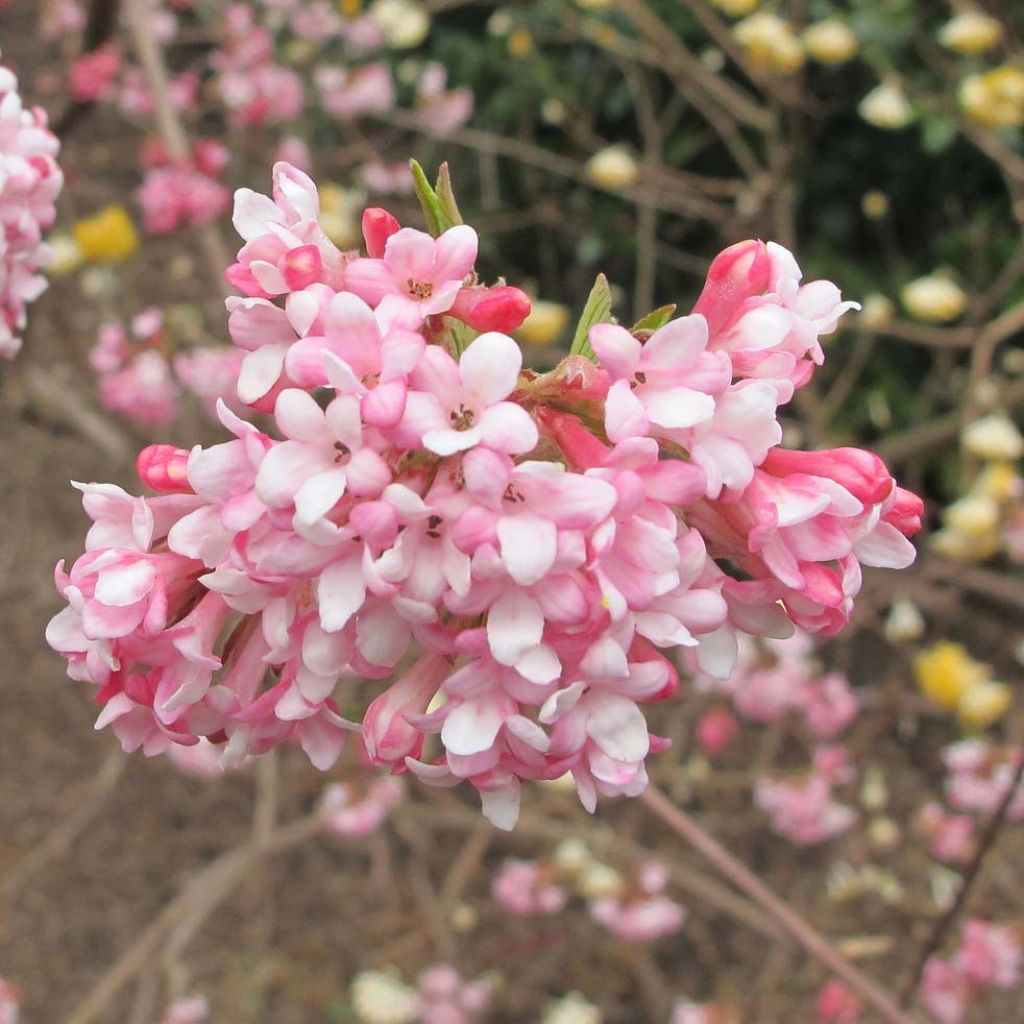 [12260] VIBURNUM BODNANTENSE DAWN (Caduc, 3 à 5 m)