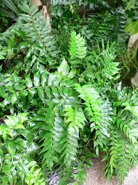 [4072] CYRTOMIUM FALCATUM (Persistant, 50/100)