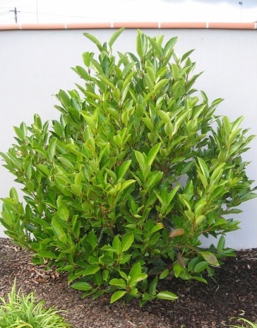 [12320] VIBURNUM ODORATISSIMUM (Persistant, 3 à 5 m)