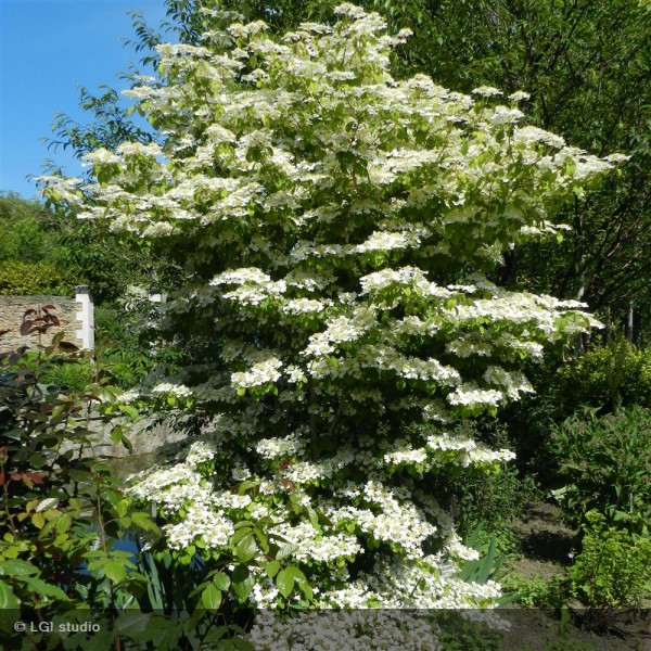 [12345] VIBURNUM PLICATUM LANARTH (Caduc, 200/250)