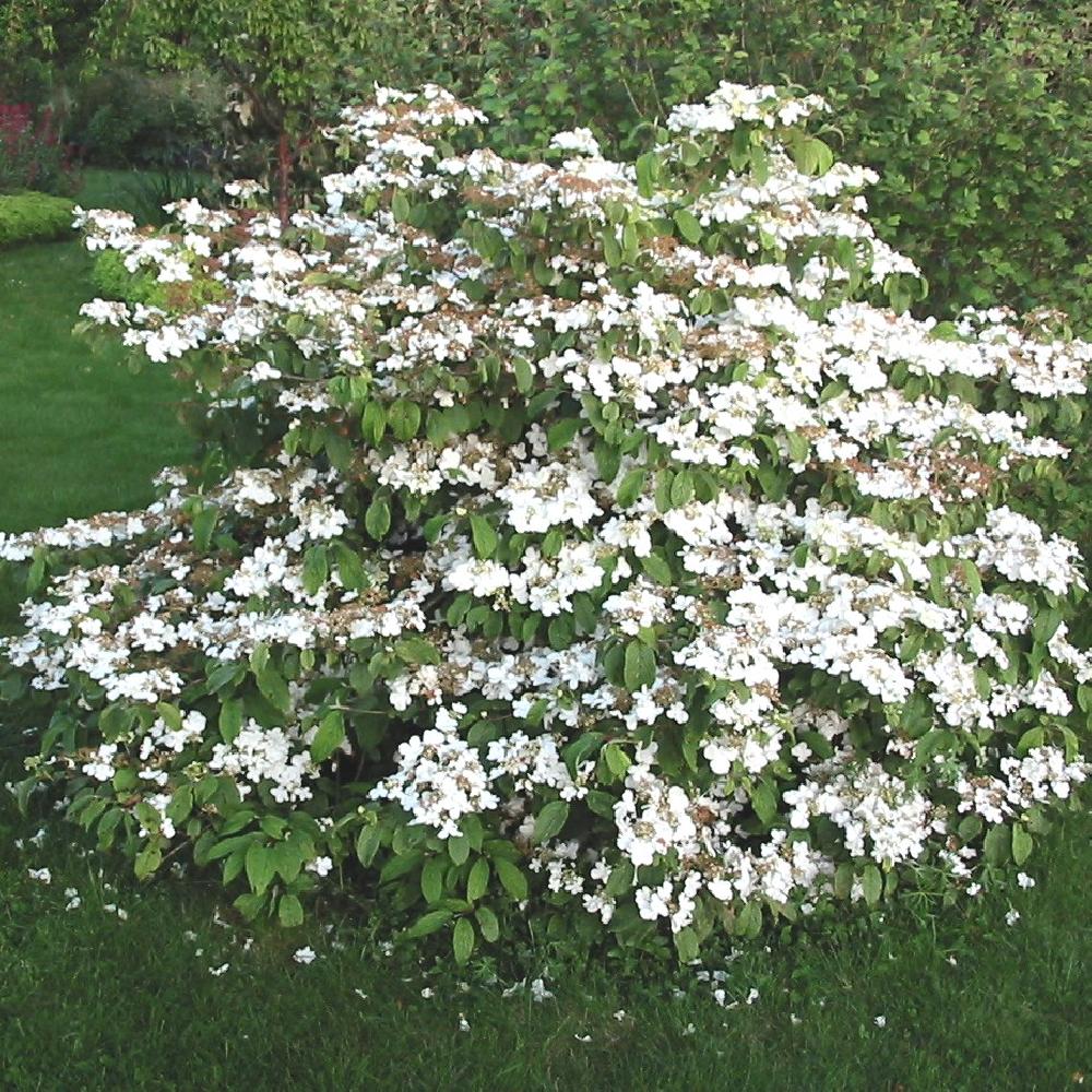 VIBURNUM PLICATUM MARIESII