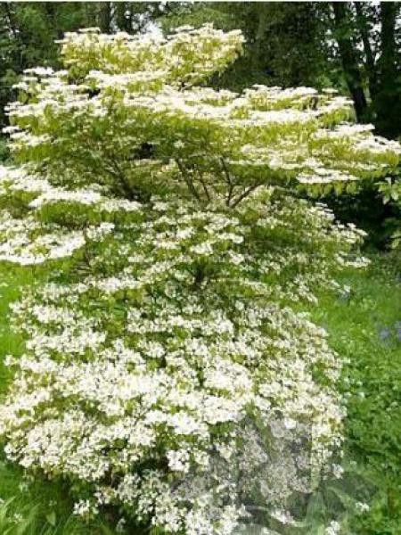 [12356] VIBURNUM PLICATUM WATANABE (Caduc, 200/250)
