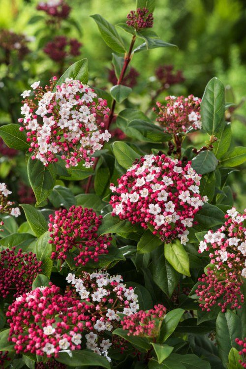 [12361] VIBURNUM TINUS (Persistant, 3 à 5 m)