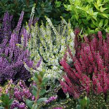 CALLUNA VULGARIS CUPREA