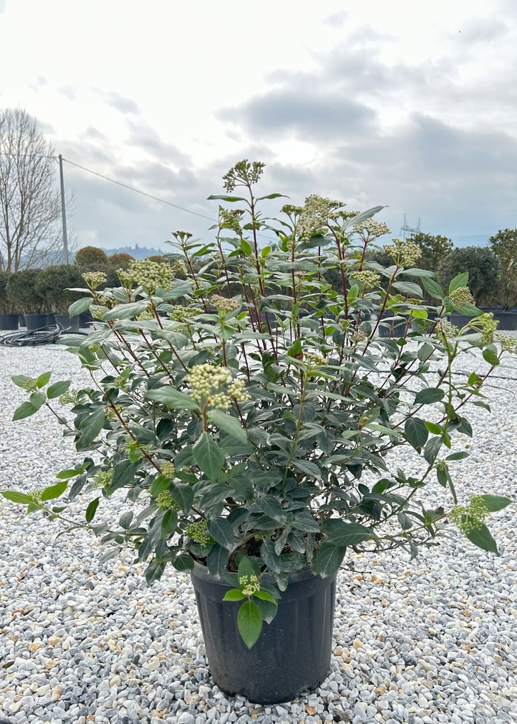 [12389] VIBURNUM TINUS GRANDIFLORUM (Persistant, 3 à 5 m)