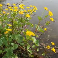 [2254] CALTHA PALUSTRIS (Caduc, 20/50)