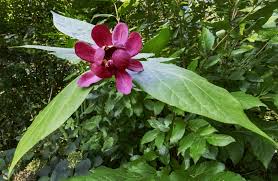 [2257] CALYCANTHUS FLORIDUS (Caduc, 250/300)
