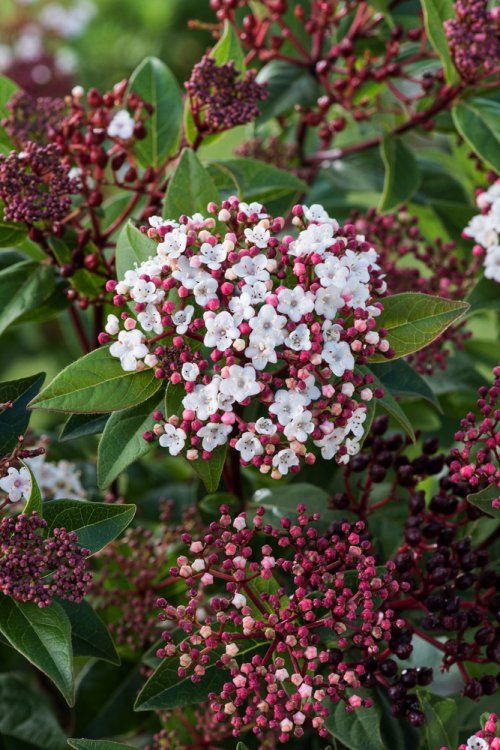 VIBURNUM TINUS SPIRIT