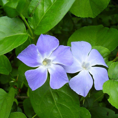 [12404] VINCA MAJOR