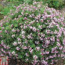 DAPHNE TRANSATLANTICA PINK FRAGRANCE