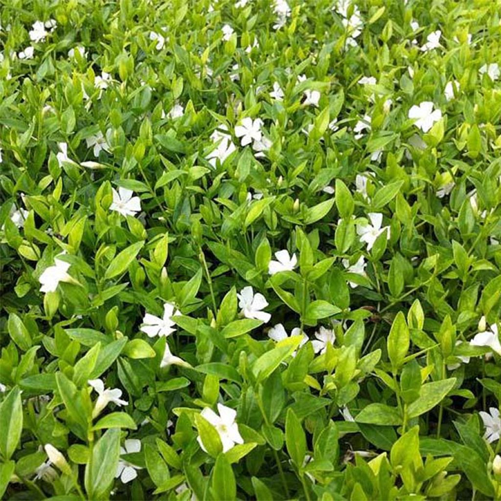 [12406] VINCA MINOR