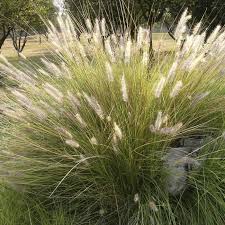 DESCHAMPSIA CAEP.GOLDSCHLEIER