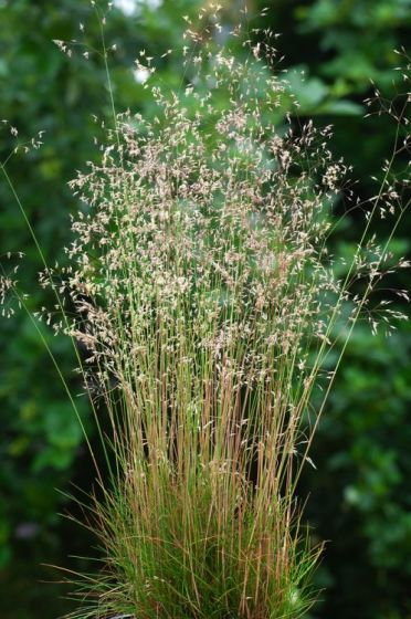 DESCHAMPSIA FLEXUOSA
