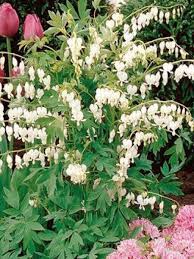 [4254] DICENTRA SPECTABILIS ALBA (Caduc, 50/100)