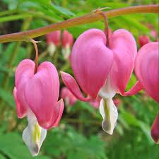 DICENTRA SPECTABILIS ROSEA
