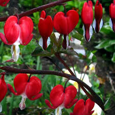 [4262] DICENTRA SPECTABILIS ROUGE (Caduc, 50/100)