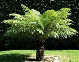 [4264] DICKSONIA ANTARCTICA (Persistant, 250/300)