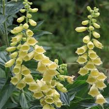[4286] DIGITALIS GRANDIFLORA JAUNE (Caduc, 50/100)
