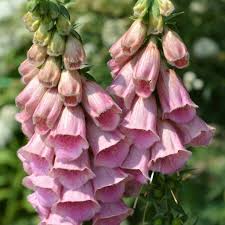 DIGITALIS MERTONENSIS