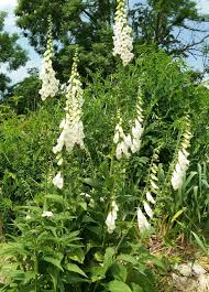 DIGITALIS PURPUREA ALBA