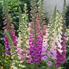 DIGITALIS PURPUREA EXCELSIOR VARIÉE