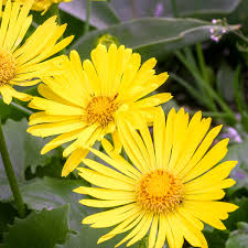 [4323] DORONICUM ORIENTA.LITTLE LEO JAUNE (Caduc, 20/50)