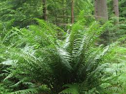 [4346] DRYOPTERIS