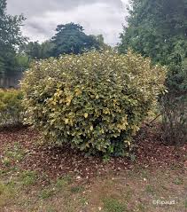 ELAEAGNUS EBBINGEI VIVILEG