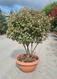 ELAEAGNUS EBBINGEI VIVILEG - MINI PARACHUTE