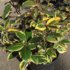 ELAEAGNUS EBBINGEI VIVILEG - PALISSEE