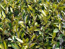 ELAEAGNUS PUNGENS MACULATA AUREA