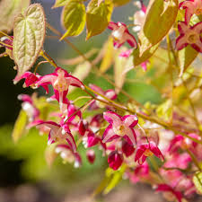[4525] EPIMEDIUM RUBRUM (Persistant, 20/50)